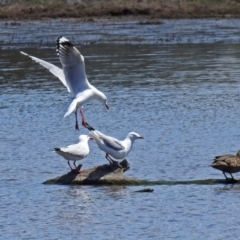 Chroicocephalus novaehollandiae (Silver Gull) at Jerrabomberra Wetlands - 1 Nov 2017 by RodDeb