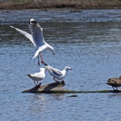 Chroicocephalus novaehollandiae (Silver Gull) at Jerrabomberra Wetlands - 1 Nov 2017 by RodDeb