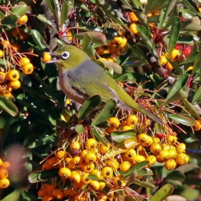 Zosterops lateralis (Silvereye) at Kingston, ACT - 11 Jun 2017 by RodDeb