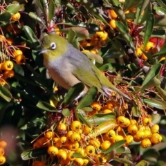 Zosterops lateralis at Kingston, ACT - 11 Jun 2017