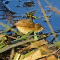 Acrocephalus australis at Fyshwick, ACT - 23 Feb 2017