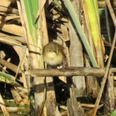 Acrocephalus australis at Fyshwick, ACT - 23 Feb 2017