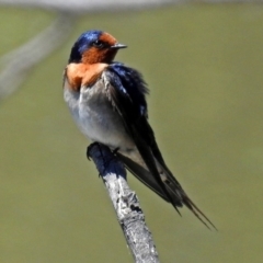 Hirundo neoxena (Welcome Swallow) at Fyshwick, ACT - 9 Nov 2017 by RodDeb