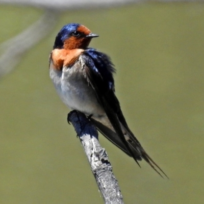 Hirundo neoxena (Welcome Swallow) at Fyshwick, ACT - 9 Nov 2017 by RodDeb