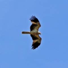 Haliastur sphenurus (Whistling Kite) at Jerrabomberra Wetlands - 10 Nov 2017 by RodDeb