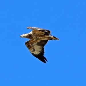 Haliaeetus leucogaster at Fyshwick, ACT - 1 Nov 2017