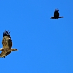 Haliaeetus leucogaster at Fyshwick, ACT - 1 Nov 2017