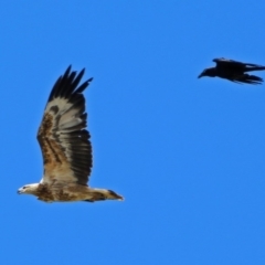 Haliaeetus leucogaster at Fyshwick, ACT - 1 Nov 2017