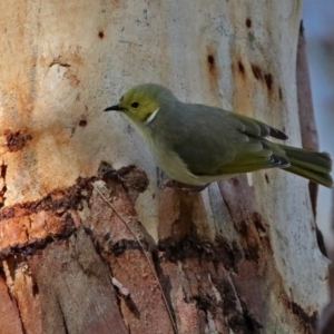 Ptilotula penicillata at Fyshwick, ACT - 20 Aug 2017