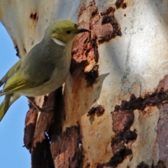 Ptilotula penicillata at Fyshwick, ACT - 20 Aug 2017