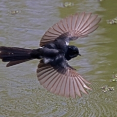 Rhipidura leucophrys (Willie Wagtail) at Fyshwick, ACT - 3 Sep 2017 by RodDeb