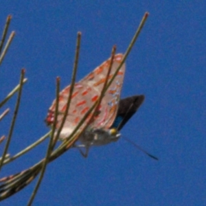 Hypochrysops delicia at Red Hill, ACT - 18 Nov 2016