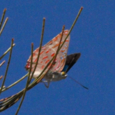 Hypochrysops delicia (Moonlight Jewel) at Red Hill Nature Reserve - 18 Nov 2016 by MichaelMulvaney