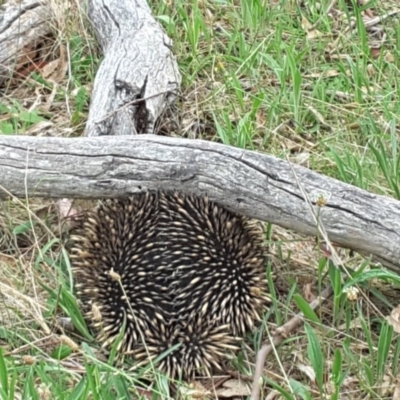 Tachyglossus aculeatus (Short-beaked Echidna) at Jerrabomberra, ACT - 30 Nov 2017 by Mike