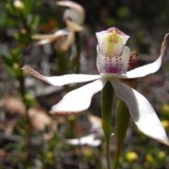 Caladenia moschata (Musky Caps) at Mount Clear, ACT - 29 Nov 2008 by Illilanga