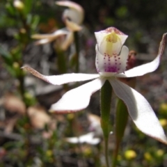 Caladenia moschata (Musky Caps) at Namadgi National Park - 30 Nov 2008 by Illilanga