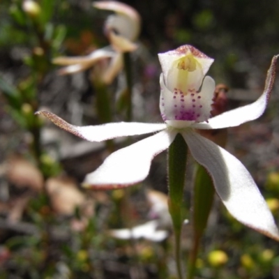 Caladenia moschata (Musky Caps) at Mount Clear, ACT - 29 Nov 2008 by Illilanga