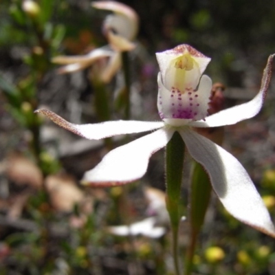 Caladenia moschata (Musky Caps) at Namadgi National Park - 30 Nov 2008 by Illilanga