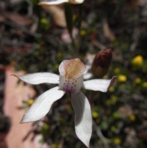 Caladenia moschata at Namadgi National Park - suppressed