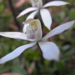 Caladenia moschata at Namadgi National Park - suppressed