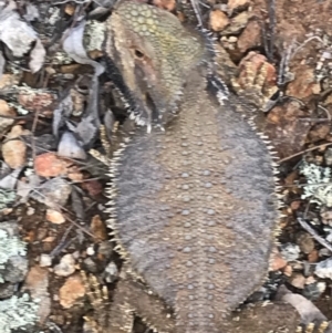 Pogona barbata at Canberra Central, ACT - 3 Dec 2017