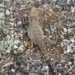 Pogona barbata at Canberra Central, ACT - 3 Dec 2017