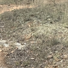 Pogona barbata at Canberra Central, ACT - 3 Dec 2017