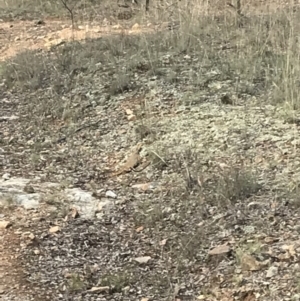 Pogona barbata at Canberra Central, ACT - 3 Dec 2017