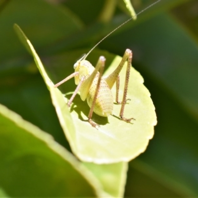 Caedicia simplex (Common Garden Katydid) at Wamboin, NSW - 10 Nov 2017 by Varanus