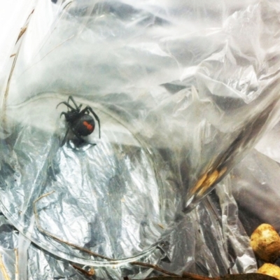 Latrodectus hasselti (Redback Spider) at Red Hill to Yarralumla Creek - 3 Dec 2017 by ruthkerruish