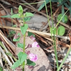 Scutellaria humilis (Dwarf Skullcap) at Jerrabomberra, ACT - 3 Dec 2017 by Mike