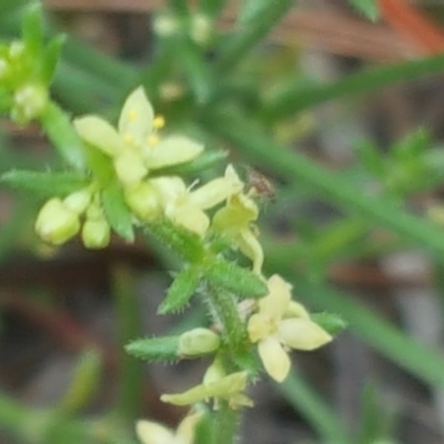 Galium gaudichaudii subsp. gaudichaudii (Rough Bedstraw) at Isaacs Ridge - 3 Dec 2017 by Mike