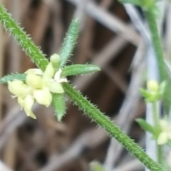 Galium gaudichaudii subsp. gaudichaudii at Jerrabomberra, ACT - 3 Dec 2017 04:23 PM