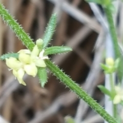 Galium gaudichaudii subsp. gaudichaudii at Jerrabomberra, ACT - 3 Dec 2017