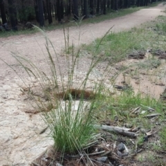 Eragrostis curvula (African Lovegrass) at Isaacs, ACT - 3 Dec 2017 by Mike