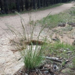 Eragrostis curvula at Isaacs, ACT - 3 Dec 2017 03:34 PM