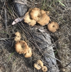 Lentinus arcularius (Fringed Polypore) at Mount Majura - 3 Dec 2017 by AaronClausen