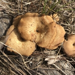 Lentinus arcularius at Watson, ACT - 3 Dec 2017