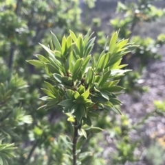 Styphelia triflora at Watson, ACT - 3 Dec 2017 05:17 PM