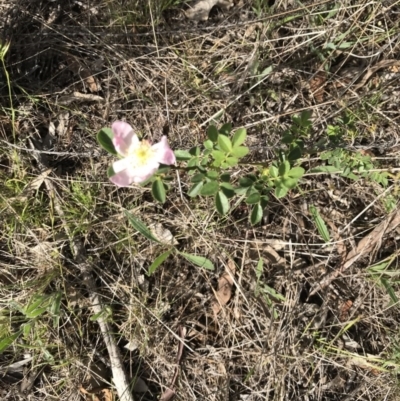 Rosa sp. (A Wild Rose) at Watson, ACT - 3 Dec 2017 by AaronClausen