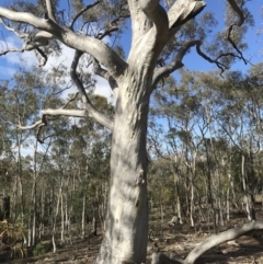 Eucalyptus rossii (Inland Scribbly Gum) at Majura, ACT - 3 Dec 2017 by AaronClausen