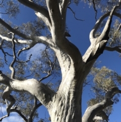 Eucalyptus rossii at Majura, ACT - 3 Dec 2017