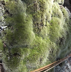 Grimmia sp. at Majura, ACT - 3 Dec 2017