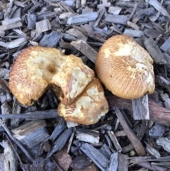 zz agaric (stem; gills white/cream) at Watson, ACT - 3 Dec 2017 by AaronClausen