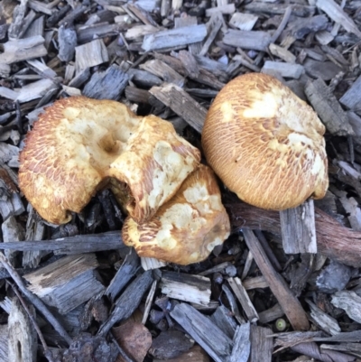 zz agaric (stem; gills white/cream) at Watson, ACT - 3 Dec 2017 by AaronClausen