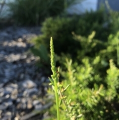 Microtis sp. (Onion Orchid) at Watson, ACT - 3 Dec 2017 by AaronClausen