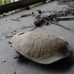 Chelodina longicollis at Forde, ACT - 1 Dec 2017