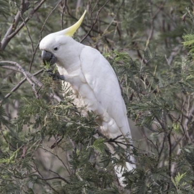 Cacatua galerita (Sulphur-crested Cockatoo) at Paddys River, ACT - 2 Dec 2017 by Alison Milton