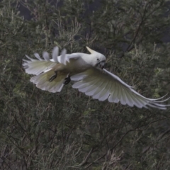 Cacatua galerita at Paddys River, ACT - 3 Dec 2017