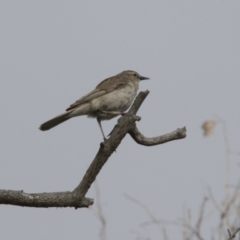 Cincloramphus mathewsi (Rufous Songlark) at Paddys River, ACT - 3 Dec 2017 by AlisonMilton